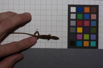 Media type: image;   Herpetology R-186857